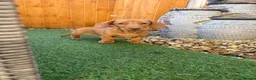 Miniature Dachshund dogs for sale: Miniature dachshund puppies - Advert 9