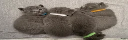 British Shorthair cats for sale: 4 beautiful British Shorthair Blue kittens 🩵 - Advert 10