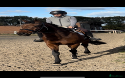English Thoroughbred horses for sale: X2 safe stunning geldings alrounders - Image 9