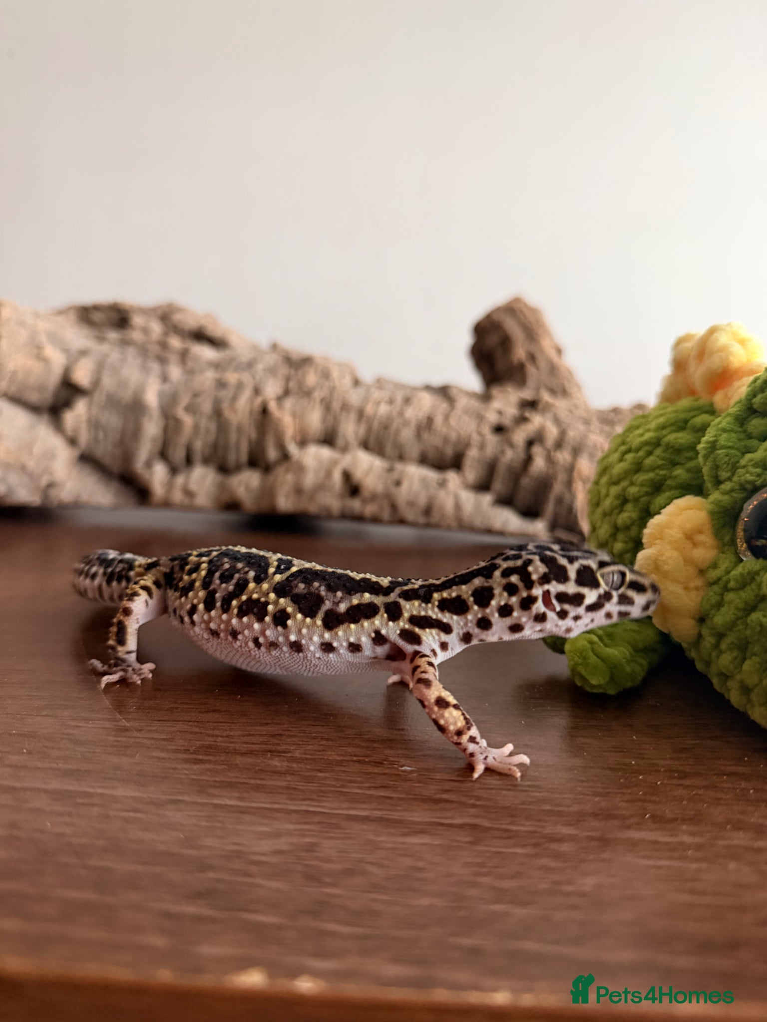 Leopard Gecko reptiles multiple Leopard Geckos - Advert 1