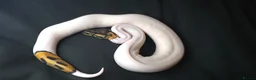 Python Snake reptiles for sale: Ball Pythons Read Description - Advert 3
