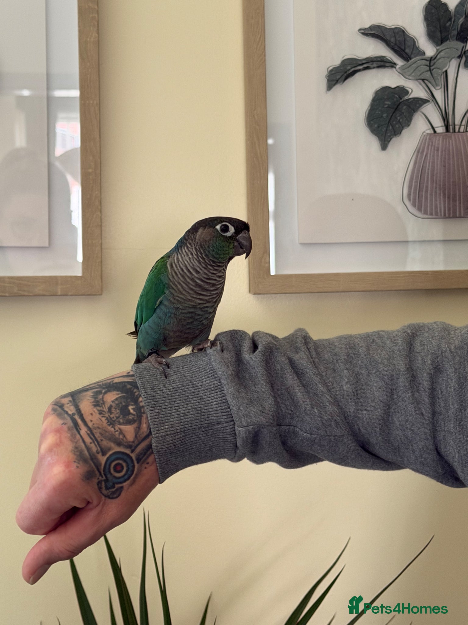 Parrots birds Conure parrot  - Advert 14