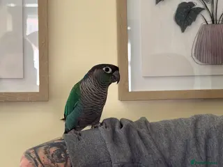 Parrots birds Hand reared Conure parrot - Advert 14