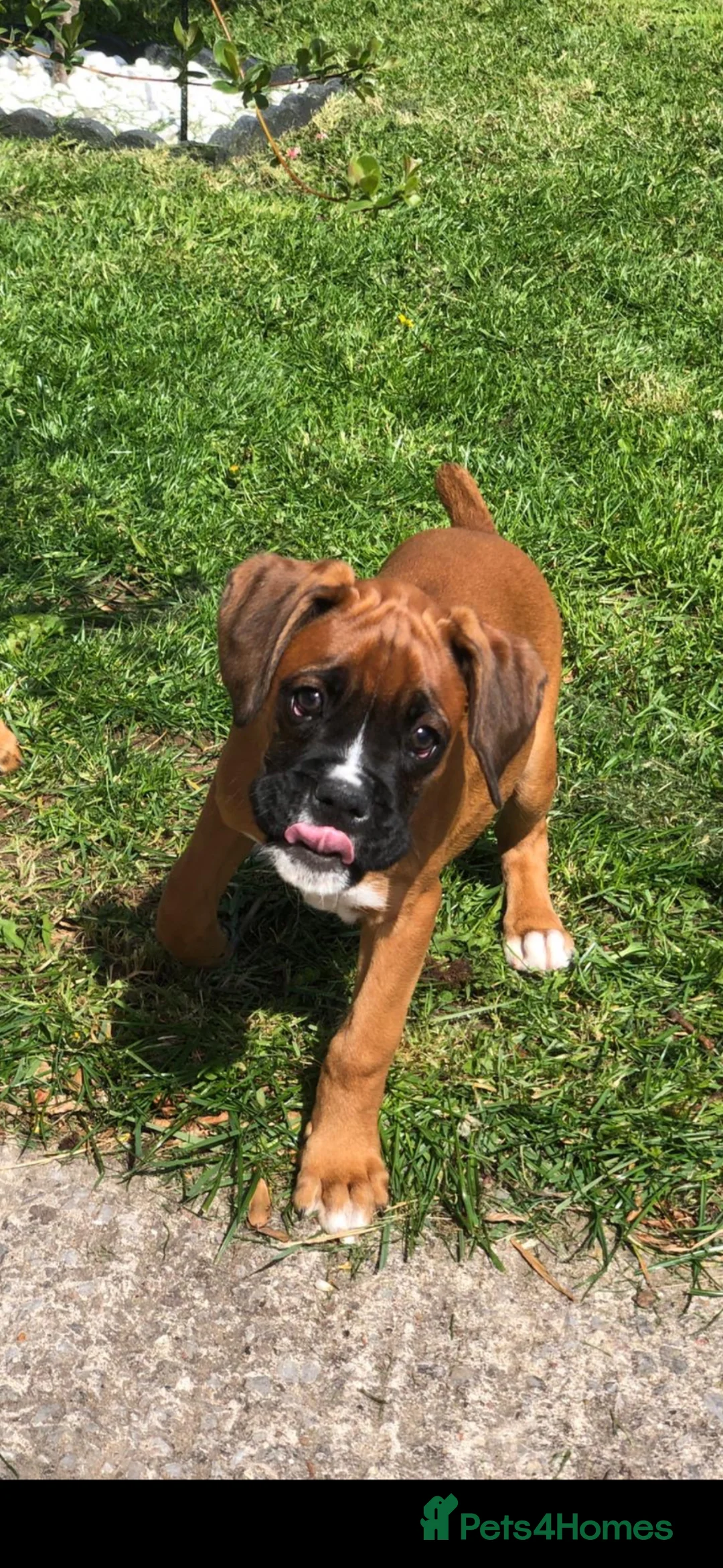 Boxer dogs for sale: Boxer pups  - Advert 1