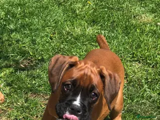 Boxer dogs Boxer pups - Advert 3