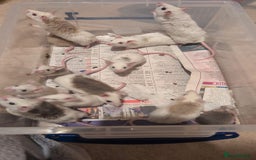 Mouse rodents for sale: Super tame handled African soft fur mice  - Image 3
