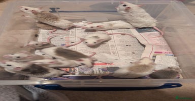 Mouse rodents - Advert 10