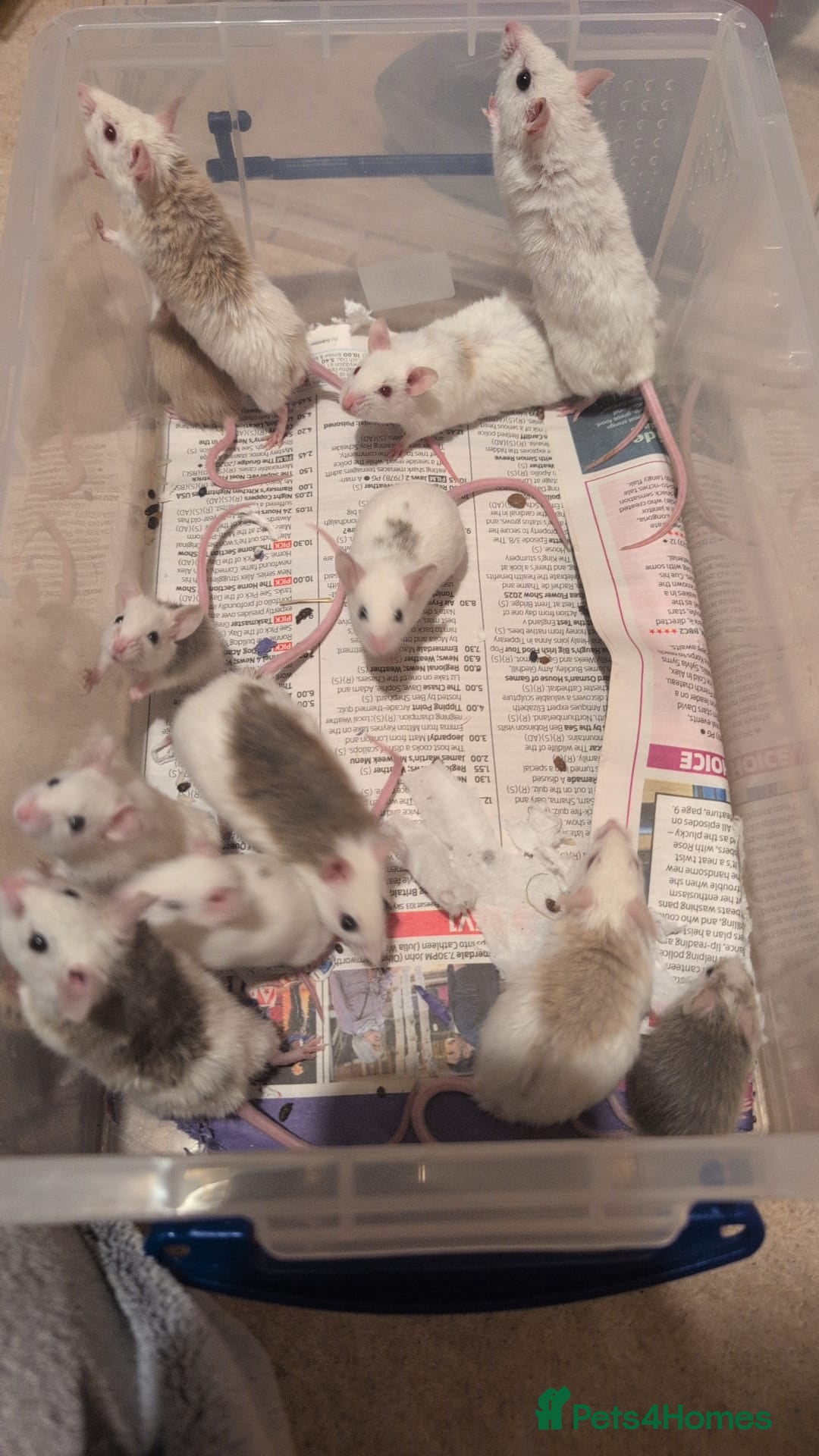 Mouse rodents for sale: Super tame handled African soft fur mice  - Image 3
