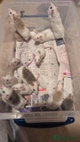 Mouse rodents Super tame handled African soft fur mice - Advert 4