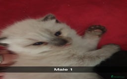 Domestic Shorthair cats for sale: Ghost tabby/ siamese - Image 1