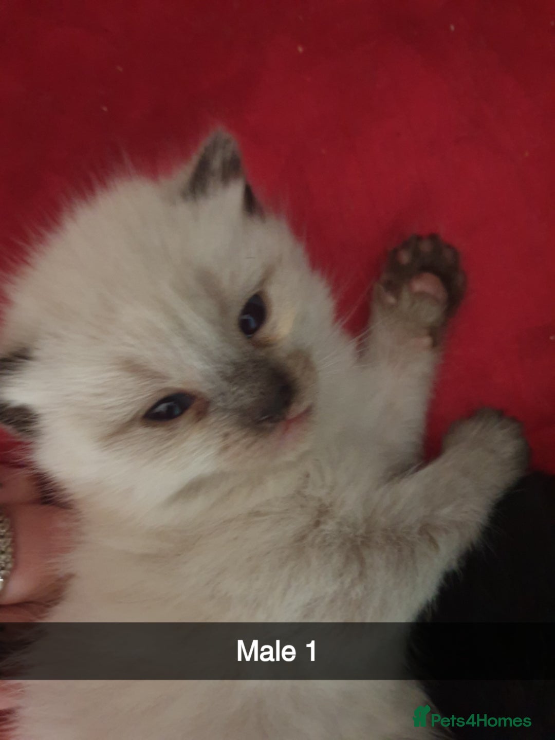 Domestic Shorthair cats for sale: Ghost tabby/ siamese - Image 1