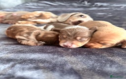 Miniature Dachshund dogs for sale: Kc registered mini Dachshund quality puppies  - Image 13