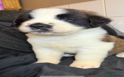 Saint Bernard dogs for sale: Saint Bernard puppies  - Image 29