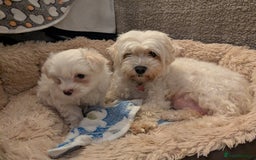 Maltese dogs for sale: Absolutely adorable Maltese girl  - Image 12