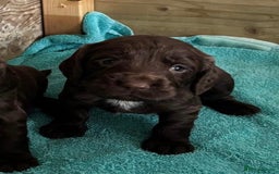 Cocker Spaniel dogs for sale: 5 Adorable working cocker spaniel pups 🐶  - Image 11