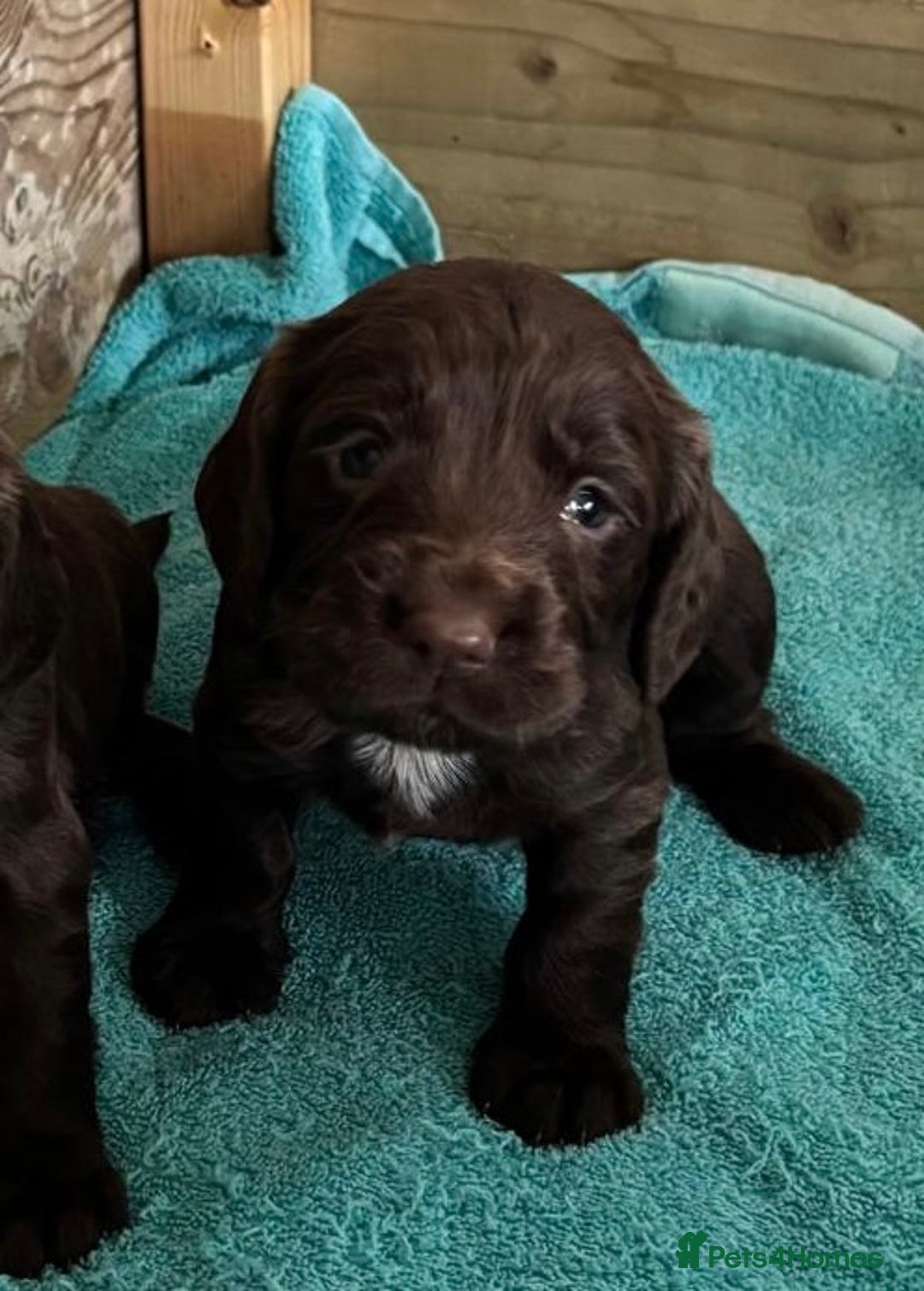 Cocker Spaniel dogs for sale: 5 Adorable working cocker spaniel pups 🐶  - Image 11