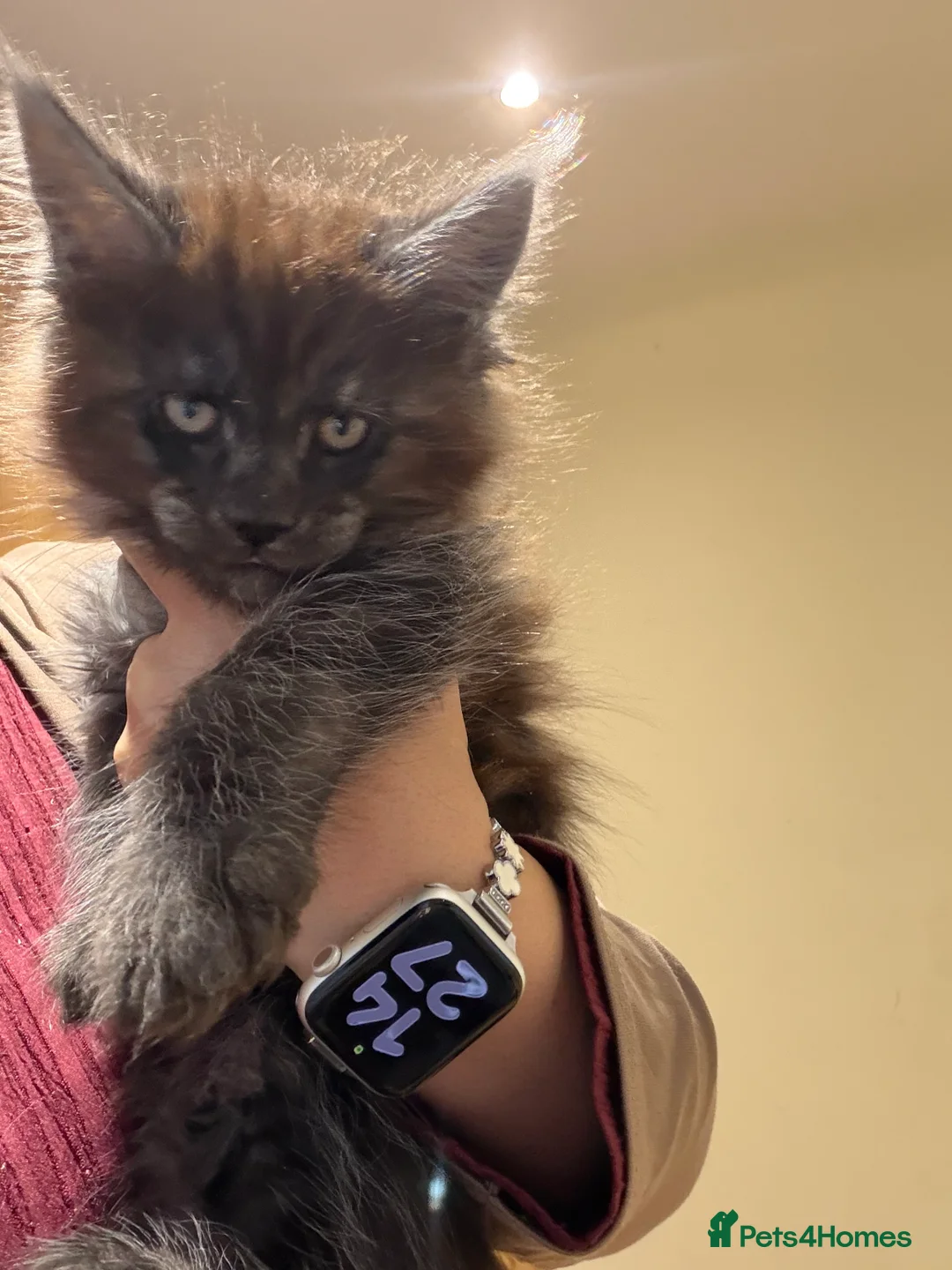 Maine Coon cats for sale: 1 left Purebred Maine Coon Kittens - TICA 🐾 - Advert 31