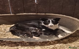 Border Collie dogs for sale: Pedigree Border Collie Puppies in Northampton - Image 7