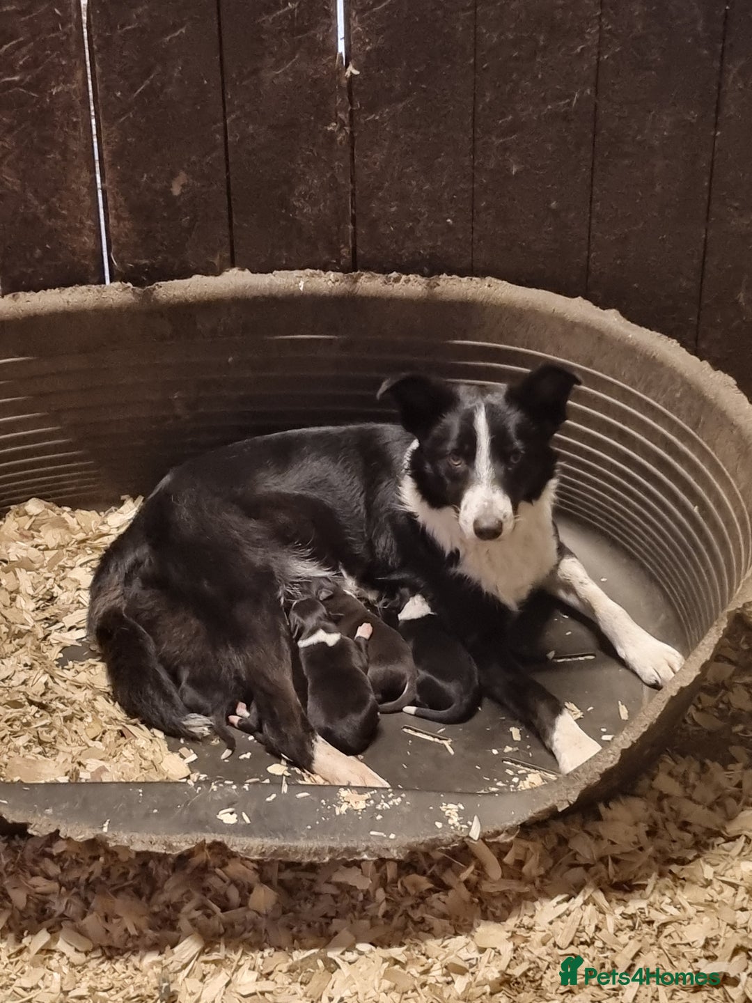 Border Collie dogs for sale: Pedigree Border Collie Puppies in Northampton - Image 7