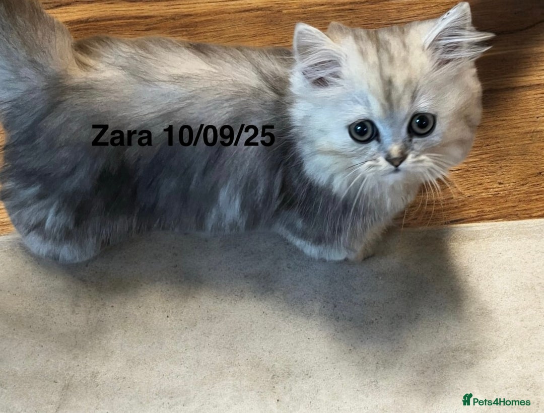 Munchkin cats for sale: Exceptional Quality & Extremely Rare Silver Minuet - Image 11