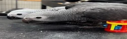 Parrots birds for sale: Young tamed and talking African Grey parrots - Advert 2