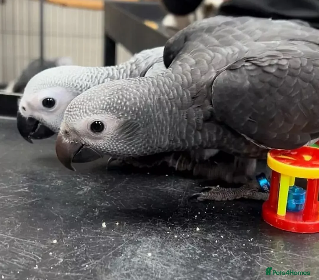 Parrots birds for sale: Young tamed and talking African Grey parrots - Advert 2