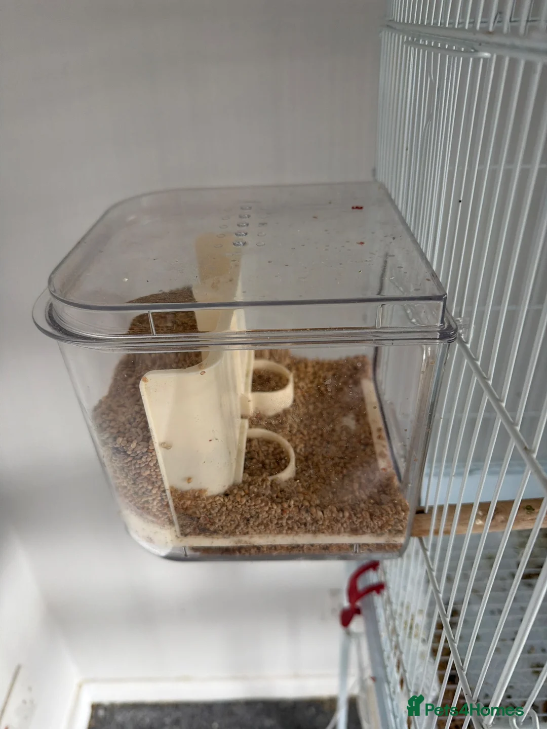 Budgerigars birds for sale: Male & Female Budgies with Cage & Accessories - Advert 2
