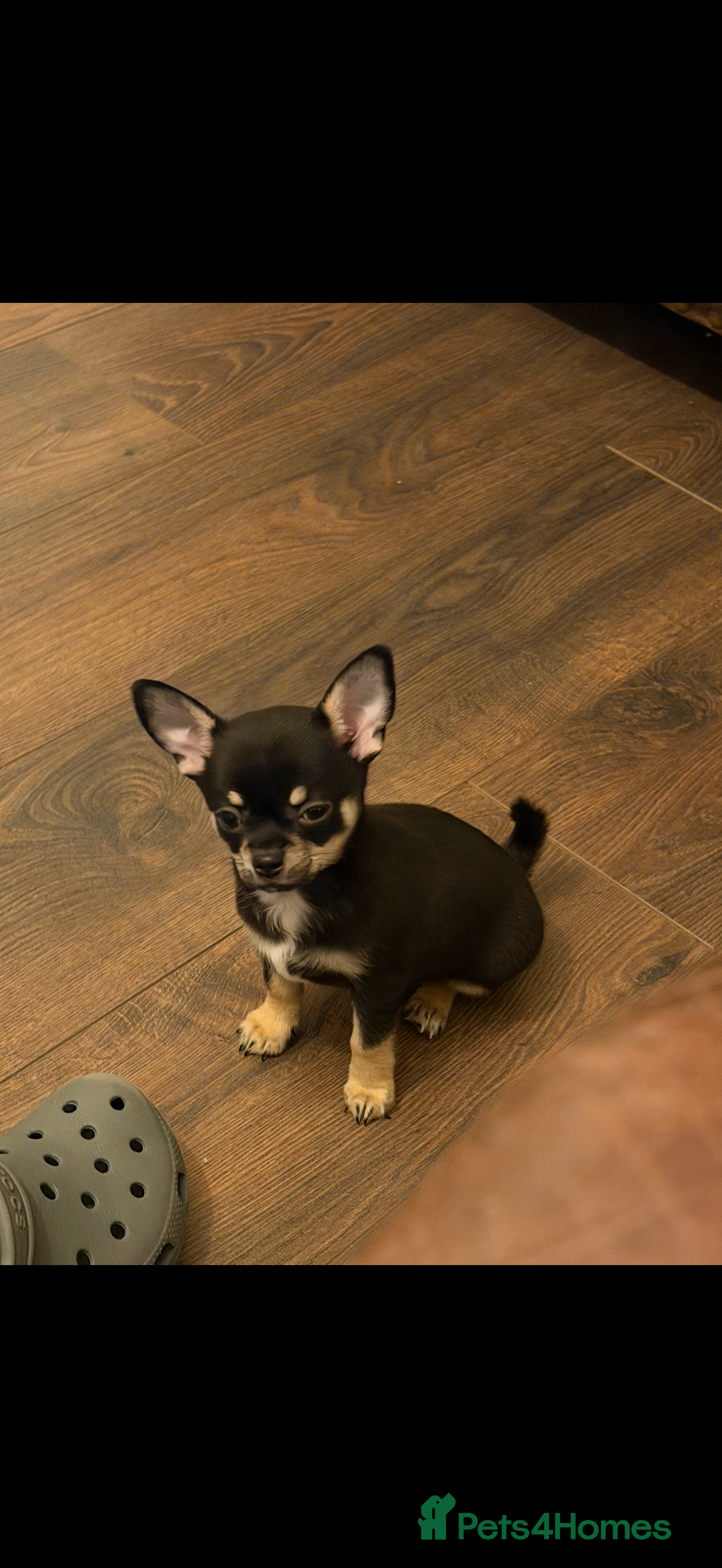 Chihuahua dogs Playful baby boy tri coloured chihuahua  - Advert 4