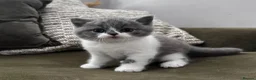 British Shorthair cats for sale: GCCF Registered British Shorthair Kittens  - Advert 10