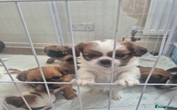 Mixed Breed dogs for sale: Cavachon's  - Image 12