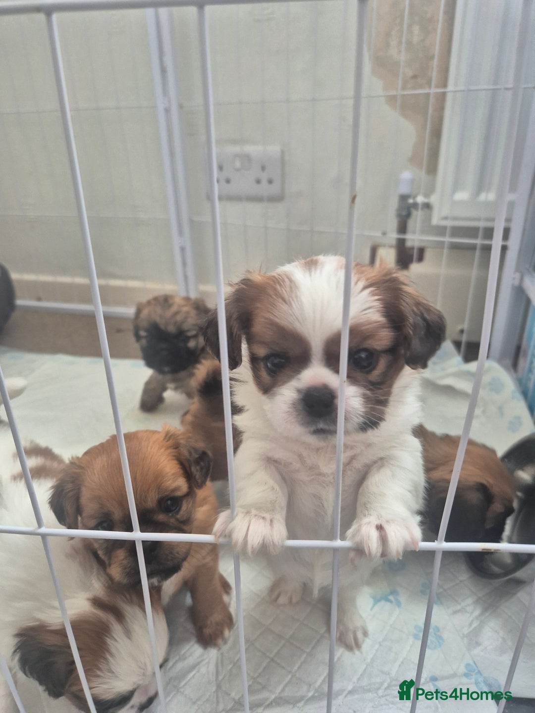 Mixed Breed dogs for sale: Cavachon's  - Image 12