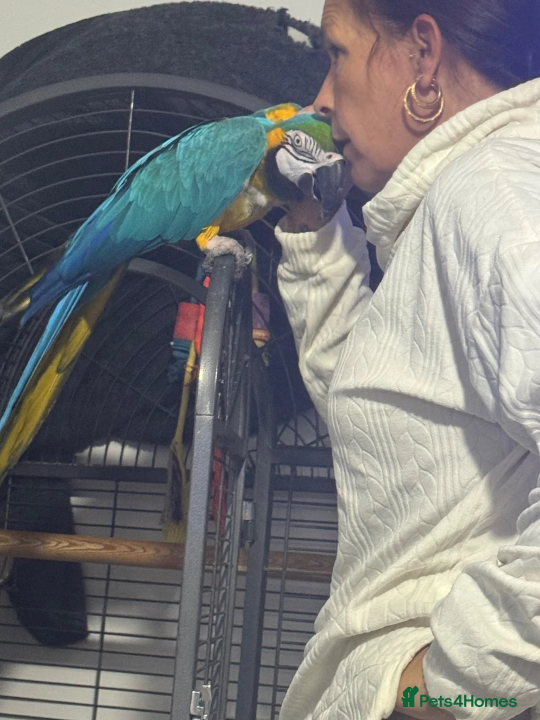 Macaws birds for sale: Blue and gold macaw 5 years old  - Advert 12
