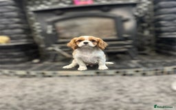 Cavalier King Charles Spaniel dogs for sale: 💫 DNA CLEAR CAVALIER KING CHARLES PUPPIES 💫  - Image 3