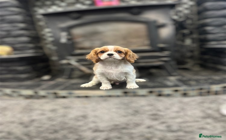 Cavalier King Charles Spaniel dogs - Advert 2