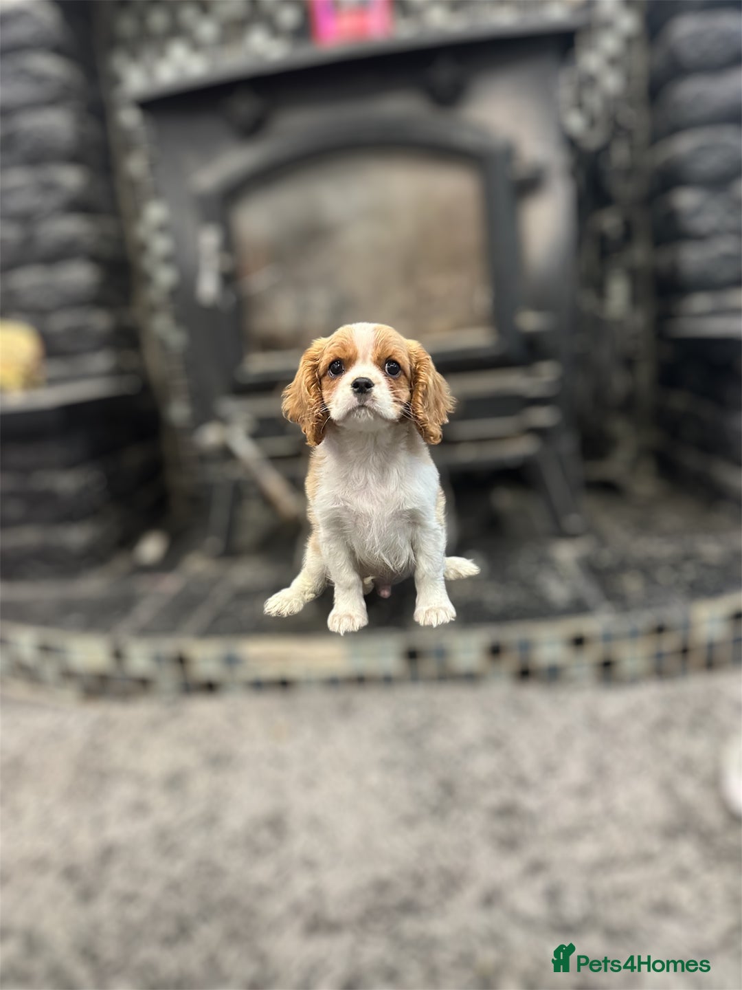 Cavalier King Charles Spaniel dogs for sale: 💫 DNA CLEAR CAVALIER KING CHARLES PUPPIES 💫  - Image 3