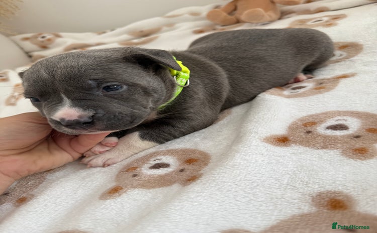 Staffordshire Bull Terrier dogs - Advert 10
