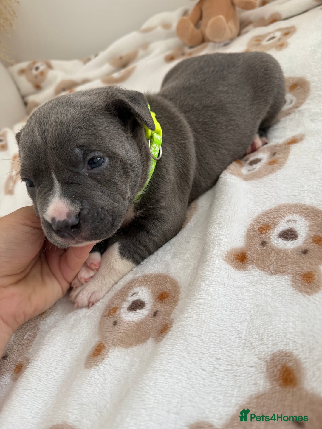 Staffordshire Bull Terrier dogs for sale: Beautiful puppies Staffordshire bull terrier  - Image 3