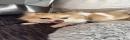Chihuahua dogs for sale: New home needed  - Advert 8