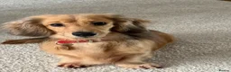 Miniature Dachshund dogs for sale: Rehoming miniature wire girls - Advert 4