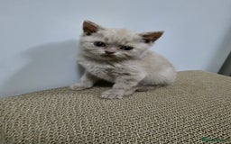 British Shorthair cats for sale: Beautiful British shorthair kittens - Image 33