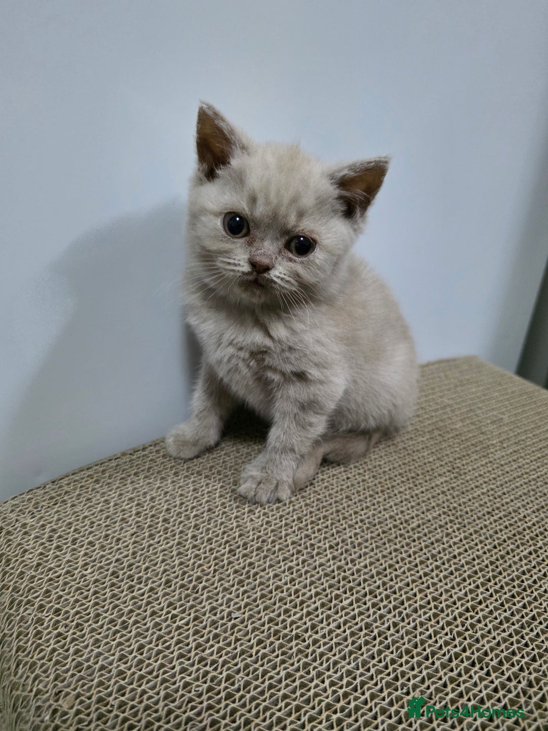 British Shorthair cats for sale: Beautiful British shorthair kittens - Image 33