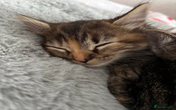 British Longhair cats for sale: Beautiful female kitten (ready now) - Image 8