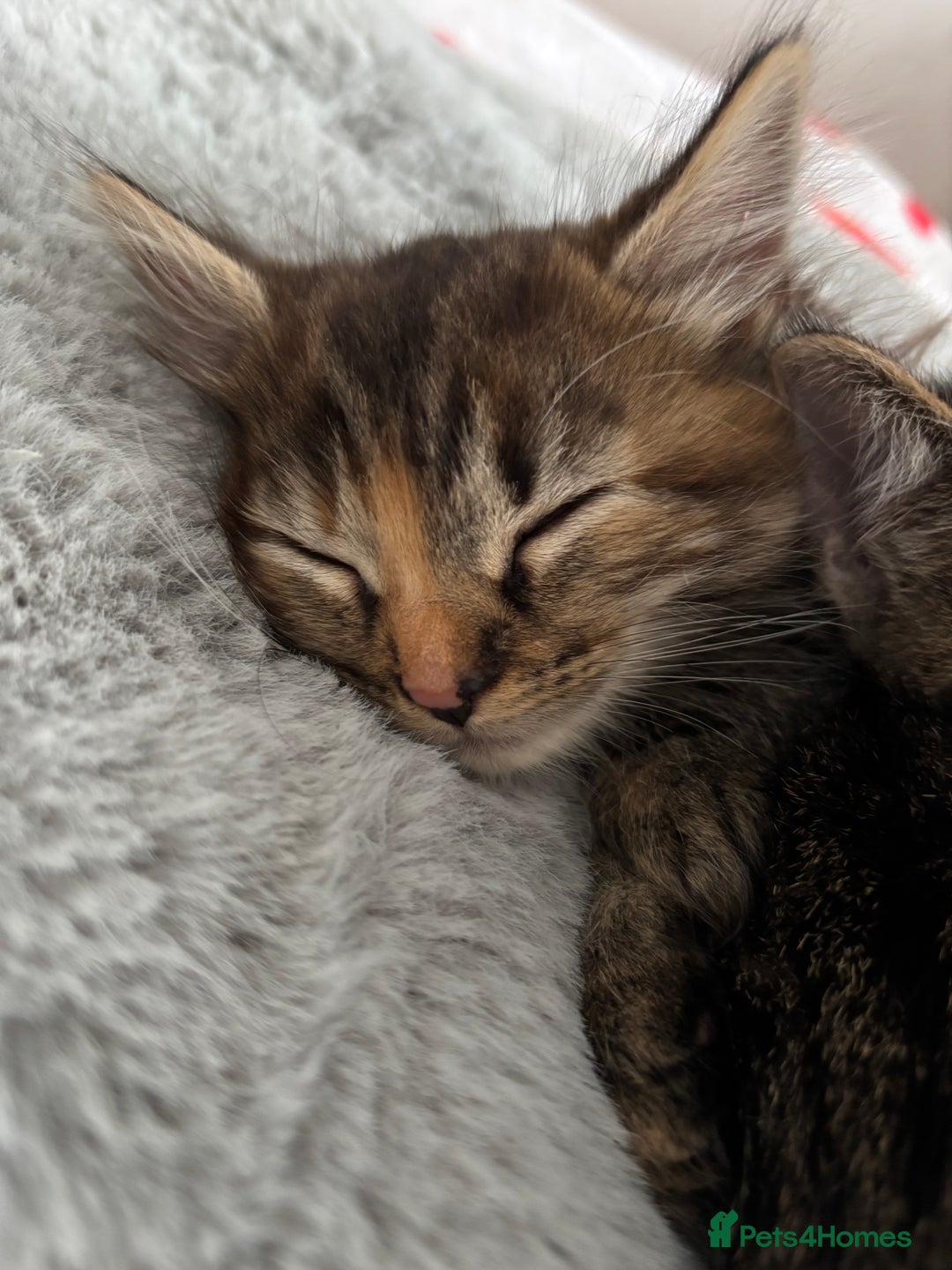 British Longhair cats for sale: Beautiful female kitten (ready now) - Image 8