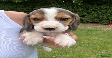 Beagle dogs - Advert 3