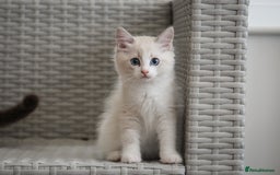 Ragdoll cats for sale: 🐈✨ Tica Registered Ragdoll Kittens in Tamworth - Image 1