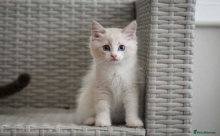 Ragdoll cats in Tamworth - Advert 14
