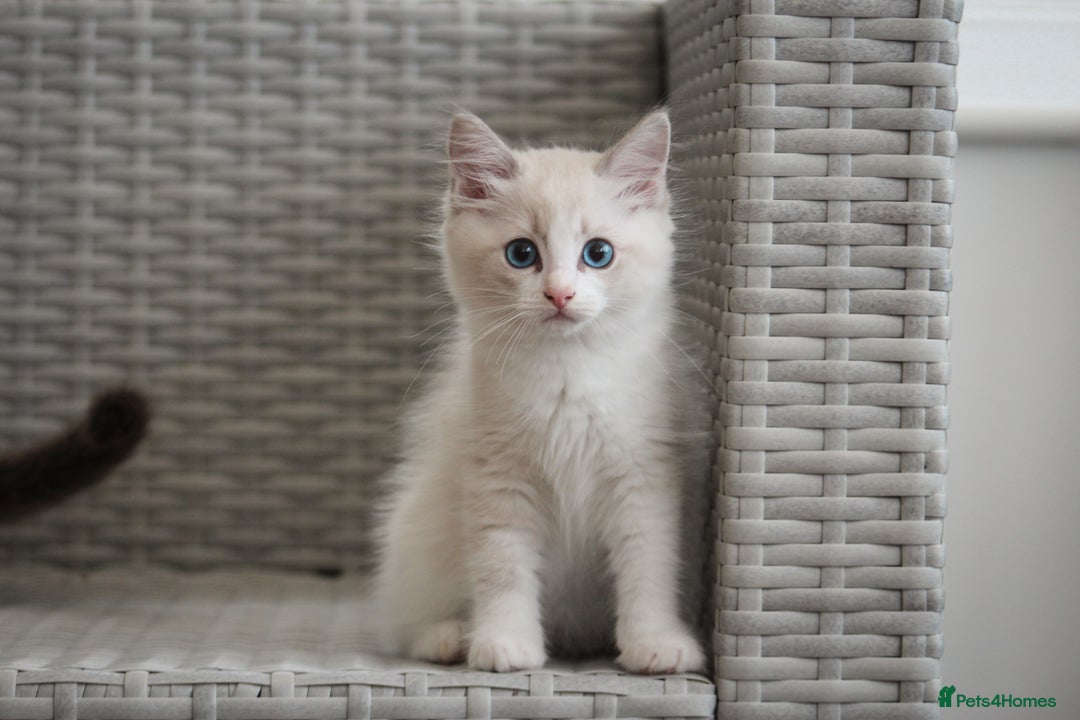 Ragdoll cats for sale: 🐈✨ Tica Registered Ragdoll Kittens in Tamworth - Image 1