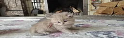British Shorthair cats for sale: six beautiful British Shorthair  in Halifax - Advert 14