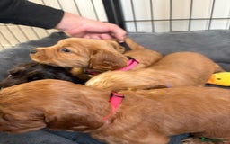 Cocker Spaniel dogs for sale: Kc reg cocker spaniels with 5 weeks insurance  - Advert 21