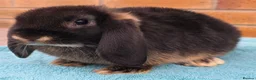 Mini Lop rabbits for sale: Mini Lop Babies - Advert 12
